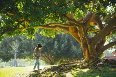 Waarom hebben bomen zo'n positieve impact op ons emotionele welzijn?